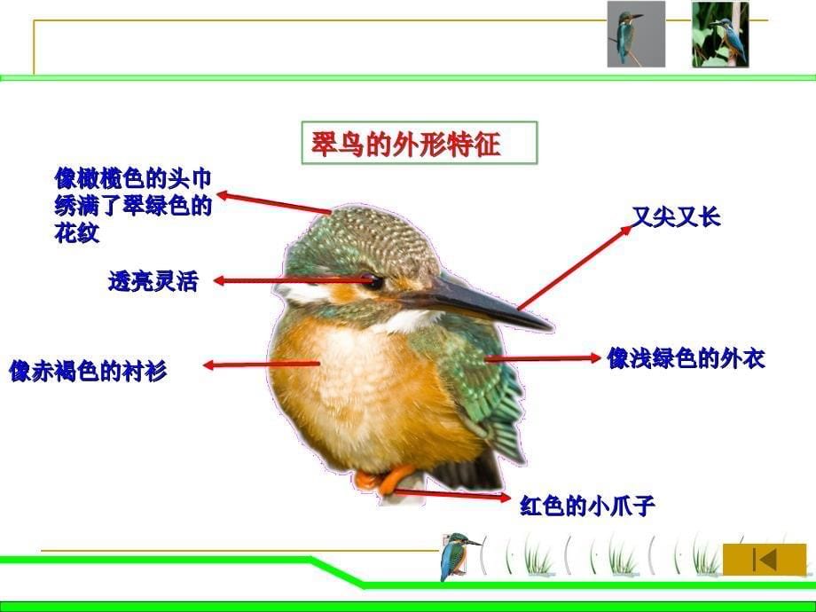 翠鸟(人教版三年级下册).ppt_第5页