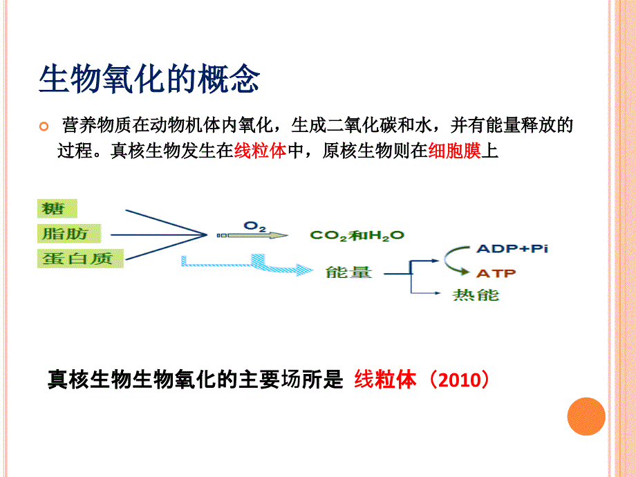 4 生物氧化-执业兽医资格考试生物化学复习精华_第2页