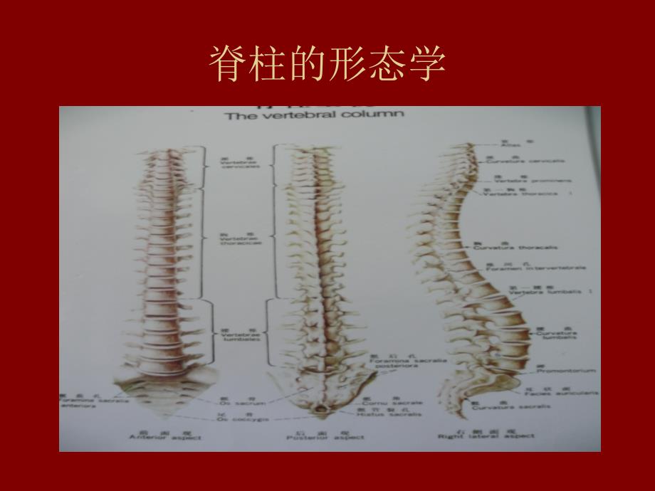 强直性脊柱炎针刀PPT文档_第4页