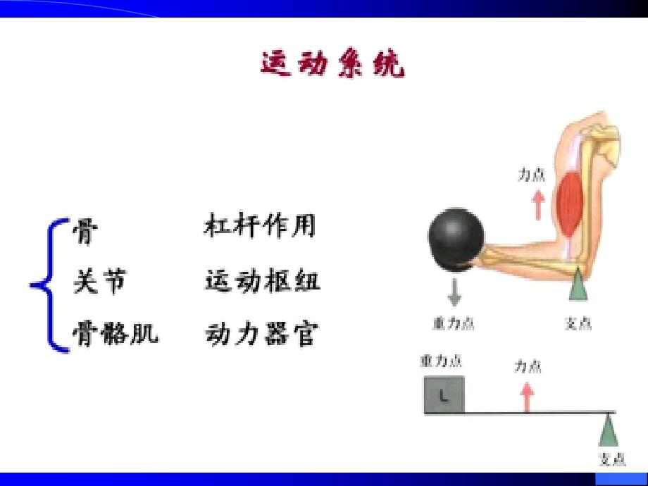 人体解剖学运动系统骨骼_第2页