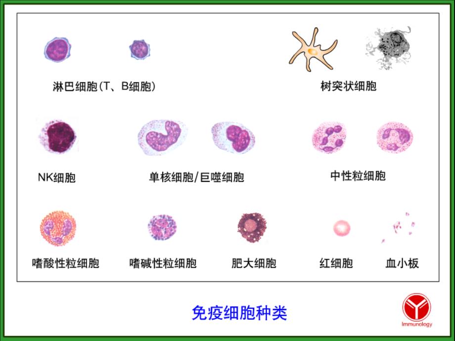 疫组织和器官ppt课件_第4页