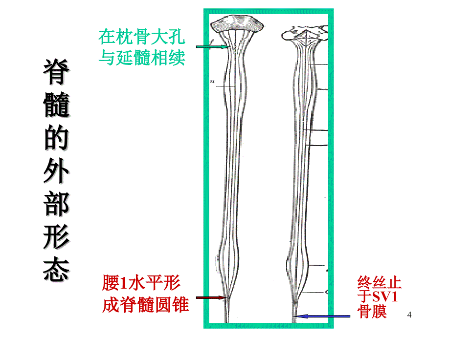 神经病学：脊髓疾病_第4页