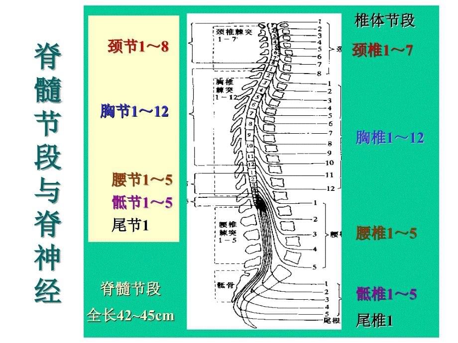 神经病学：脊髓疾病_第5页