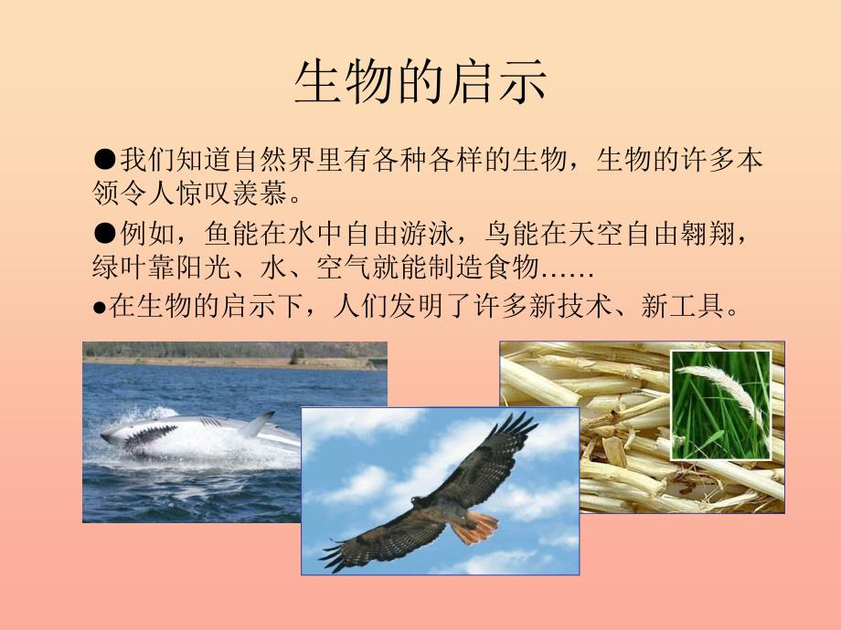 六年级科学上册生物的启示课件3青岛版.ppt_第3页