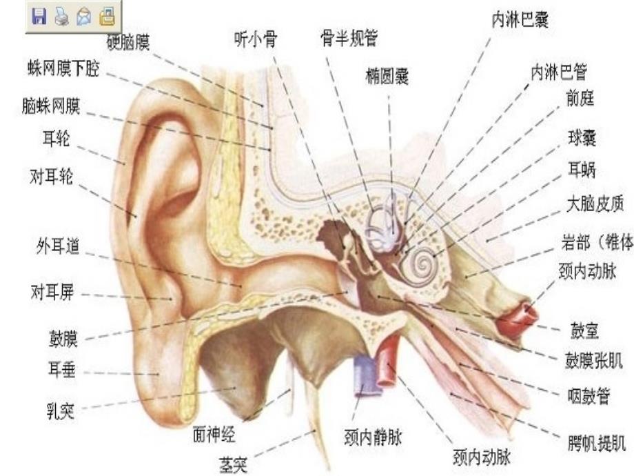 爱耳日宣传知识培训ppt课件_第2页