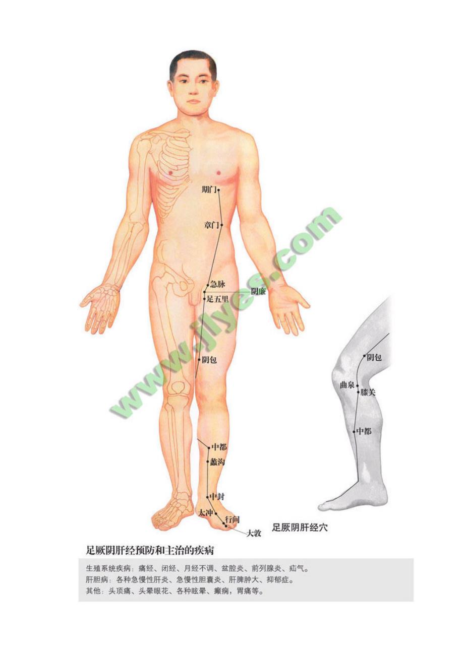 足厥阴肝经图高清版人体穴位图_第2页