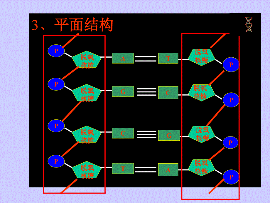 DNA分子的结构和复制公开课_第4页