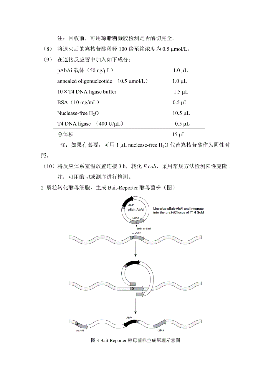 酵母单杂交 实验方法.doc_第4页