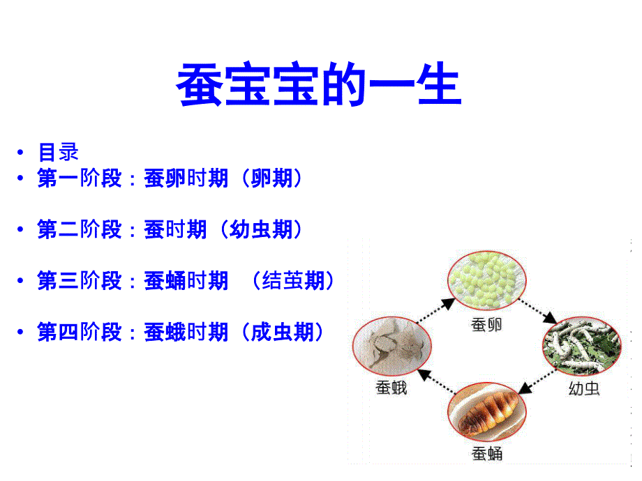 蚕宝宝的一生课件_第1页