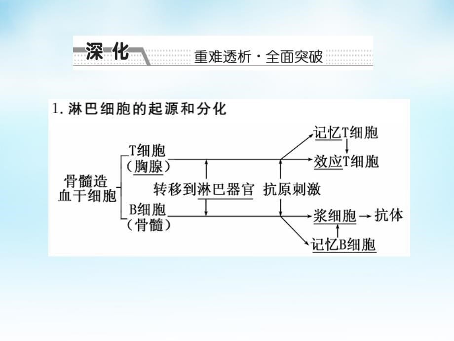 高三生物一轮复习 第一单元 第4讲 免疫调节课件 新人教版必修_第5页