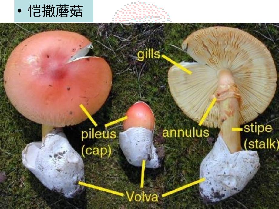 双孢菰栽培技术_第2页