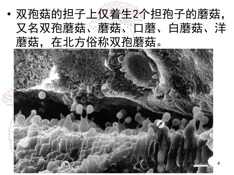 双孢菰栽培技术_第4页