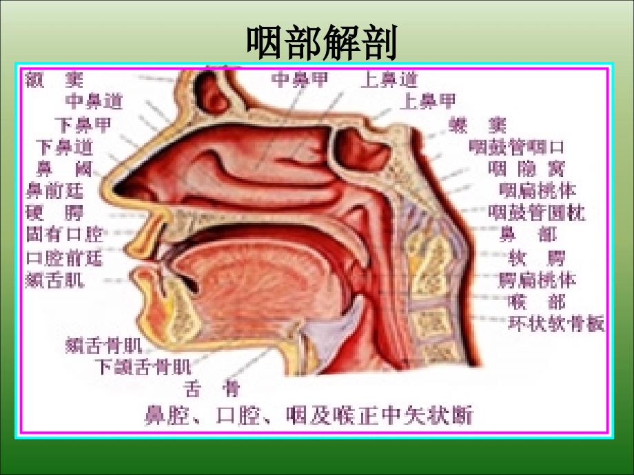 儿童腺样体肥大影像表现及诊断标准优秀课件_第3页