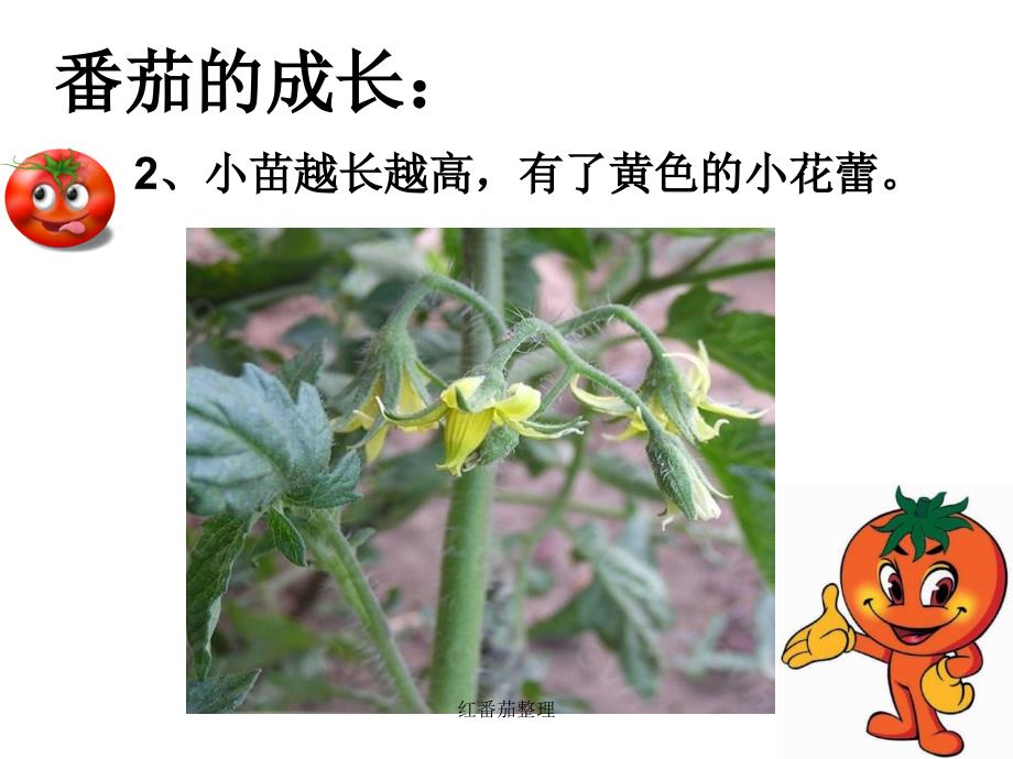 红番茄整理课件_第3页