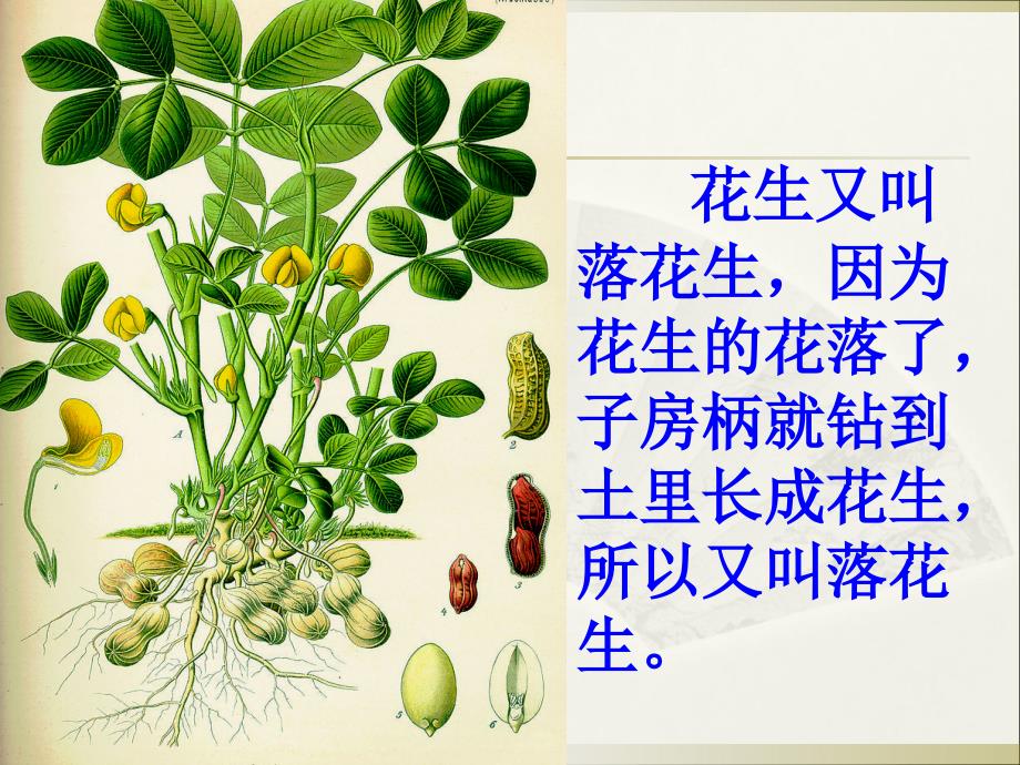 落花生课件课时一_第4页