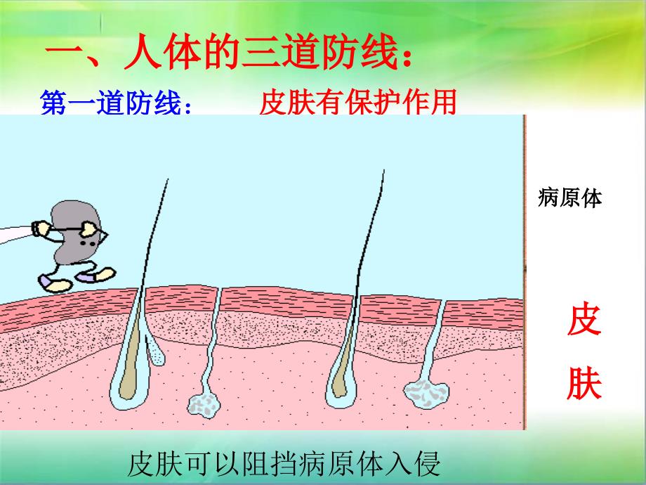 人教版八下第八单元第一章第二节免疫与免疫计划(共33张PPT)_第4页