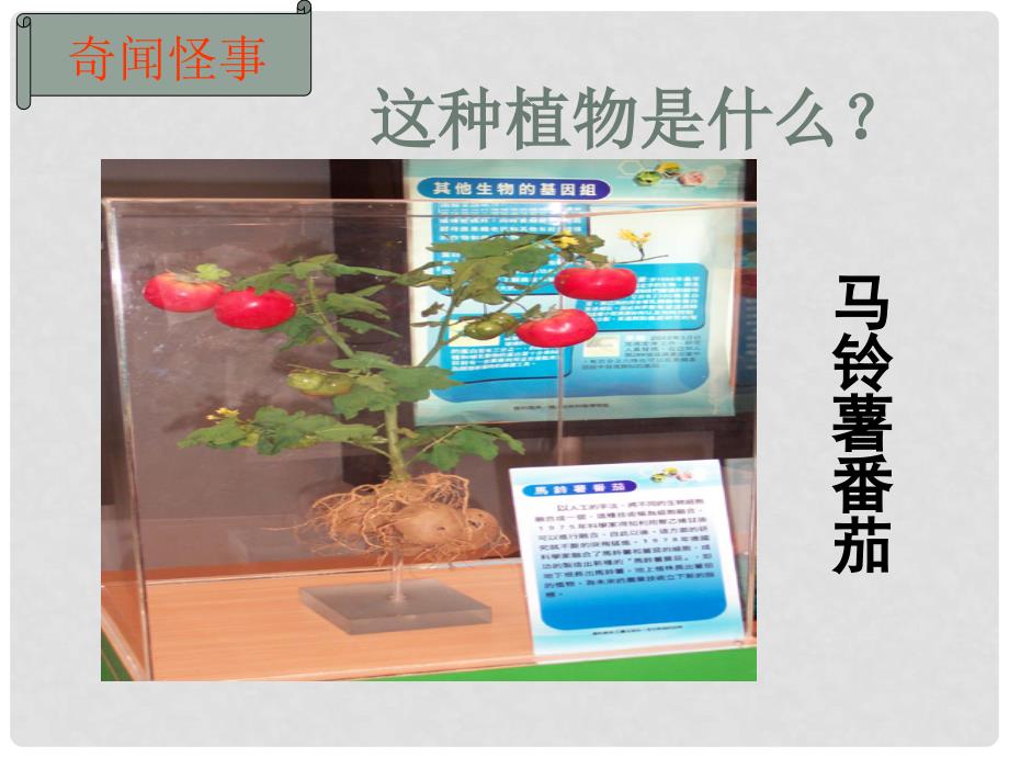 山东省兖州市漕河镇中心中学八年级生物上册《植物的无性生殖》课件 济南版_第2页