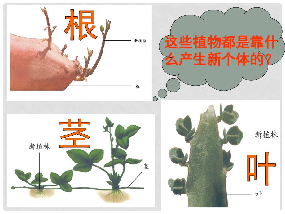 山东省兖州市漕河镇中心中学八年级生物上册《植物的无性生殖》课件 济南版_第4页