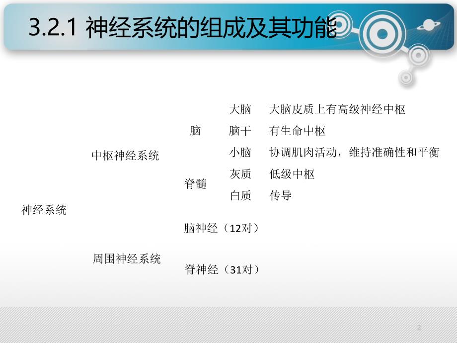 安全人机工程学3.2人的生理特征_第2页