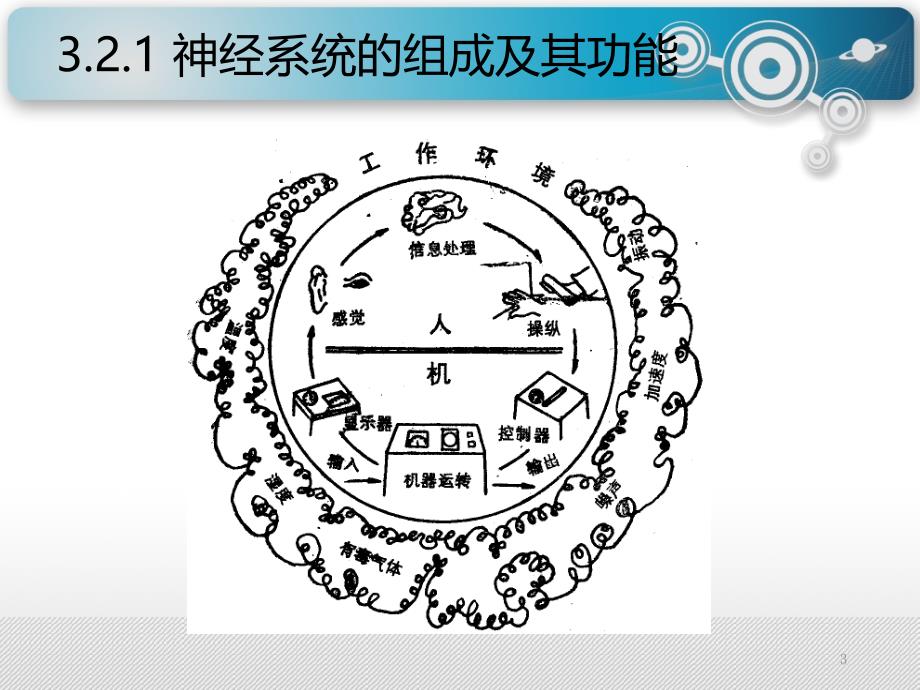 安全人机工程学3.2人的生理特征_第3页