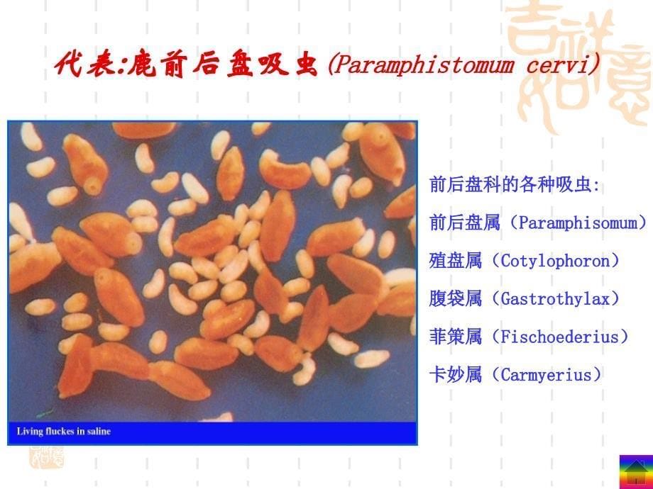 吸虫病前后盘吸虫PPT课件_第5页