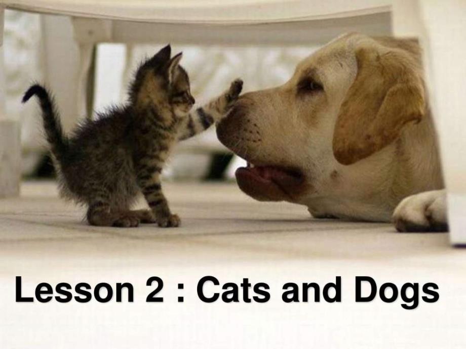 三年级英语下册课件unit1Lesson2CatsandDogs图文.ppt_第1页