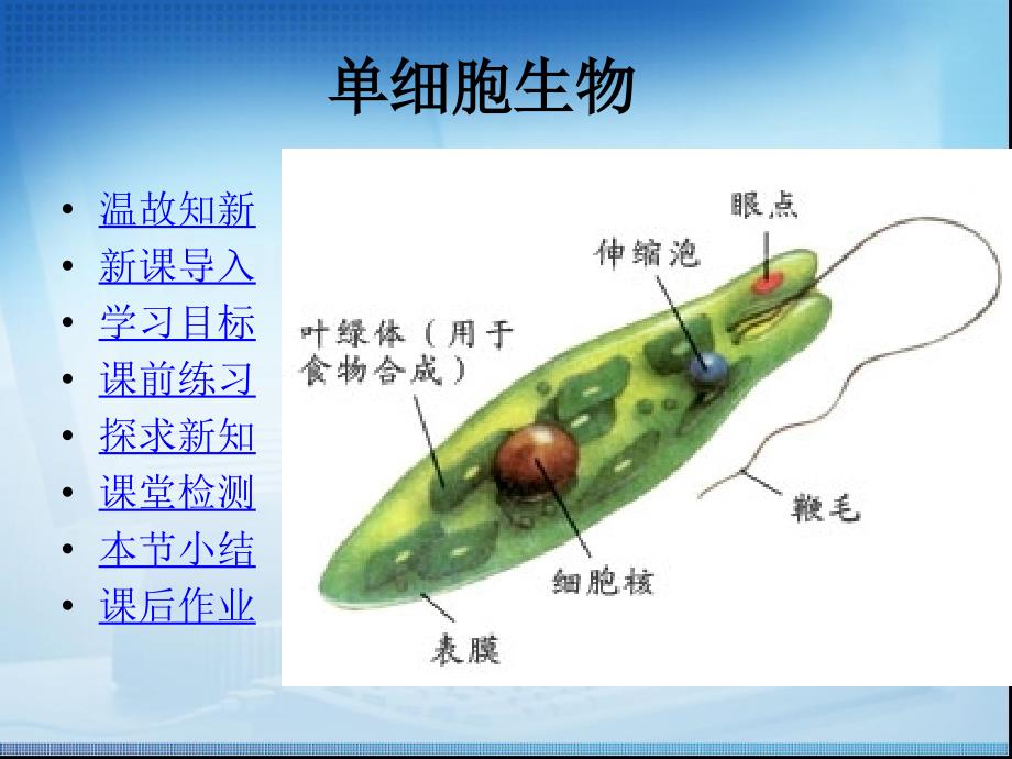 单细胞生物教学课件_第2页