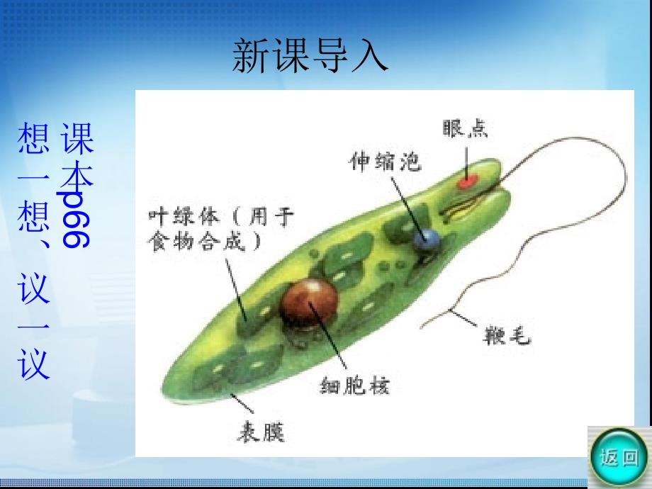 单细胞生物教学课件_第4页