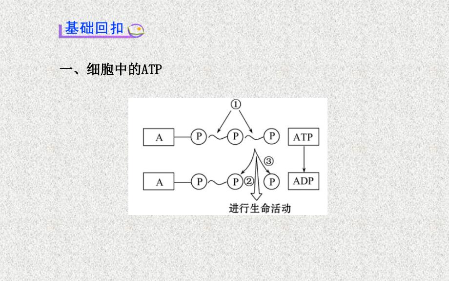 高考生物热点排查核心复习方略中图版课件：必修一第三单元第二章第一、二节细胞中的能源物质酶在代谢中的作用_第3页