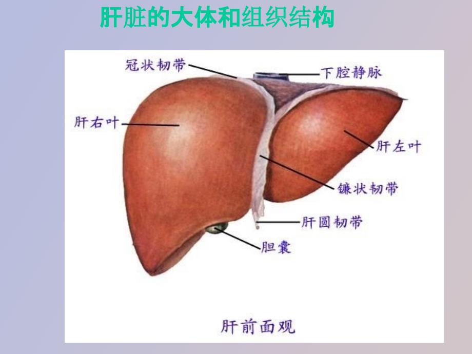 脂肪肝患者教育_第2页