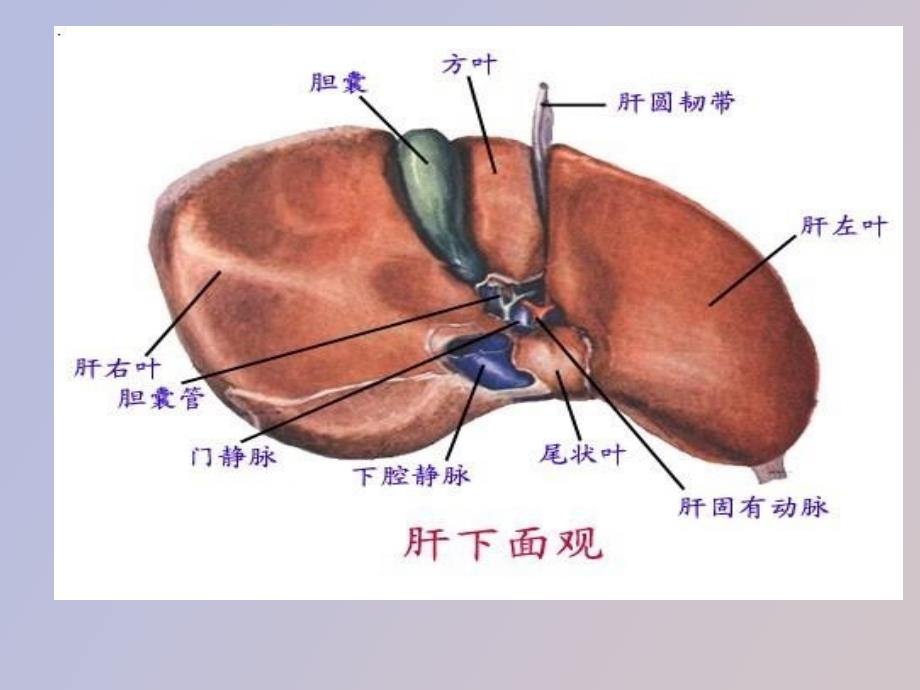 脂肪肝患者教育_第3页