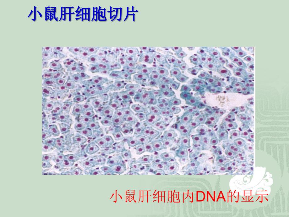 细胞的多样性和统一性_第4页