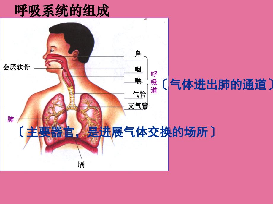 七年级生物下册第三章第二节发生在肺内的气体交换ppt课件_第1页