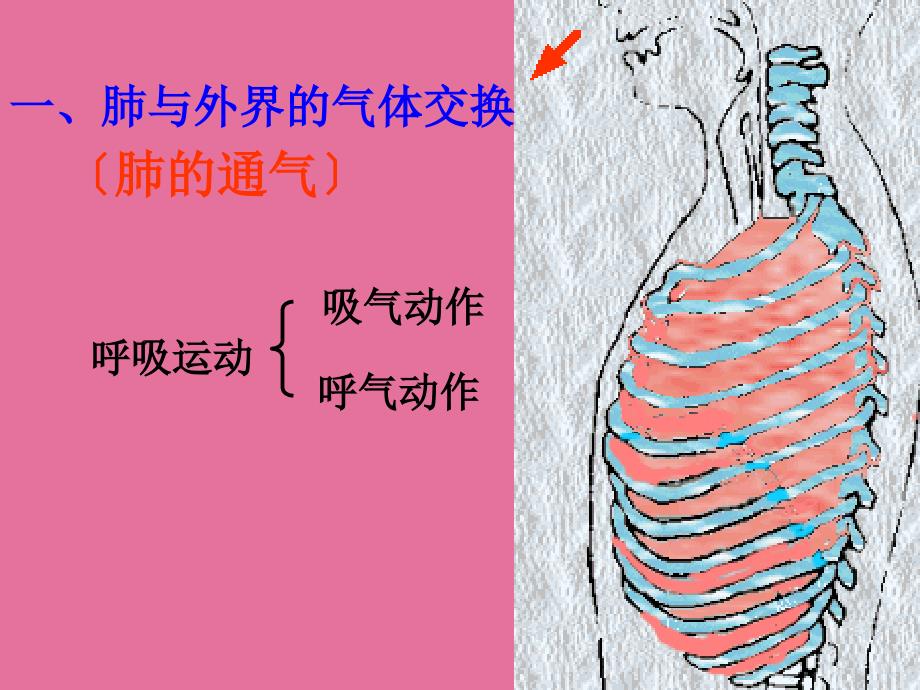 七年级生物下册第三章第二节发生在肺内的气体交换ppt课件_第4页