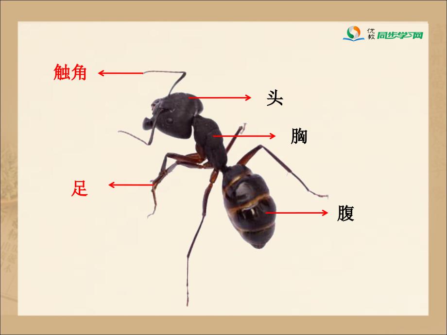 《观察蚂蚁》课件_第5页