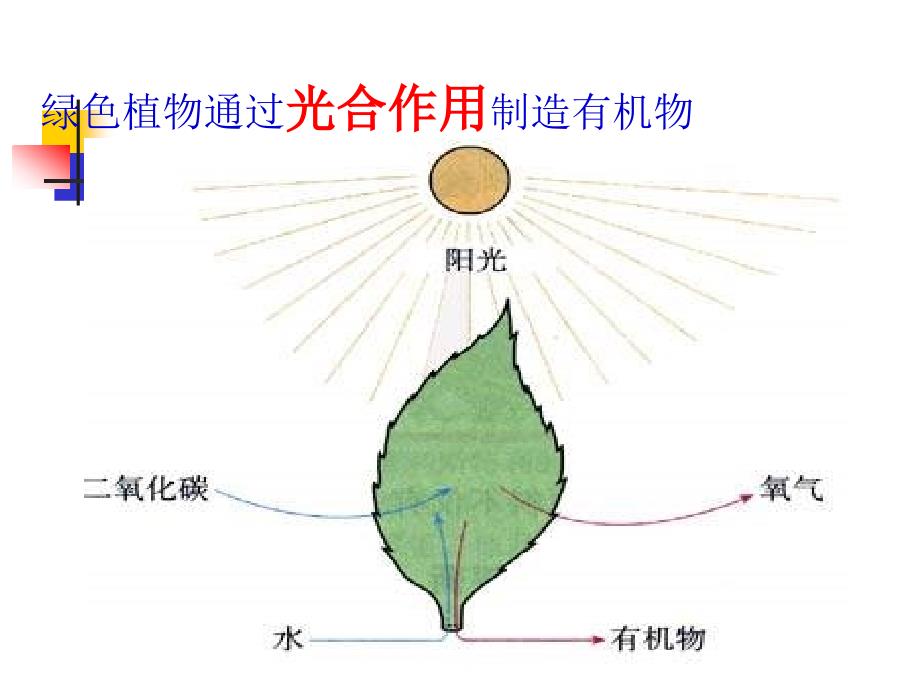 四章节绿色植物是生物圈中有机物制造者_第2页