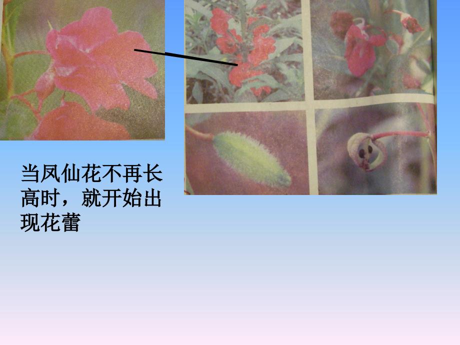 凤仙花茎的生长变化记录.ppt_第4页