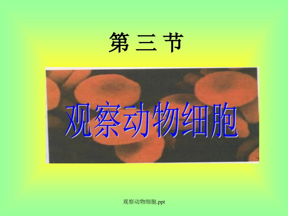 观察动物细胞.ppt经典实用_第1页