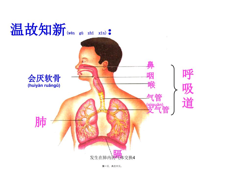 发生在肺内的气体交换4课件_第1页