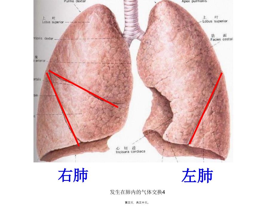 发生在肺内的气体交换4课件_第3页