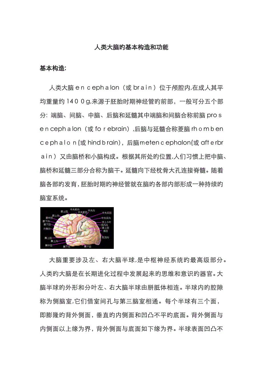 人类大脑的基本结构和功能_第1页