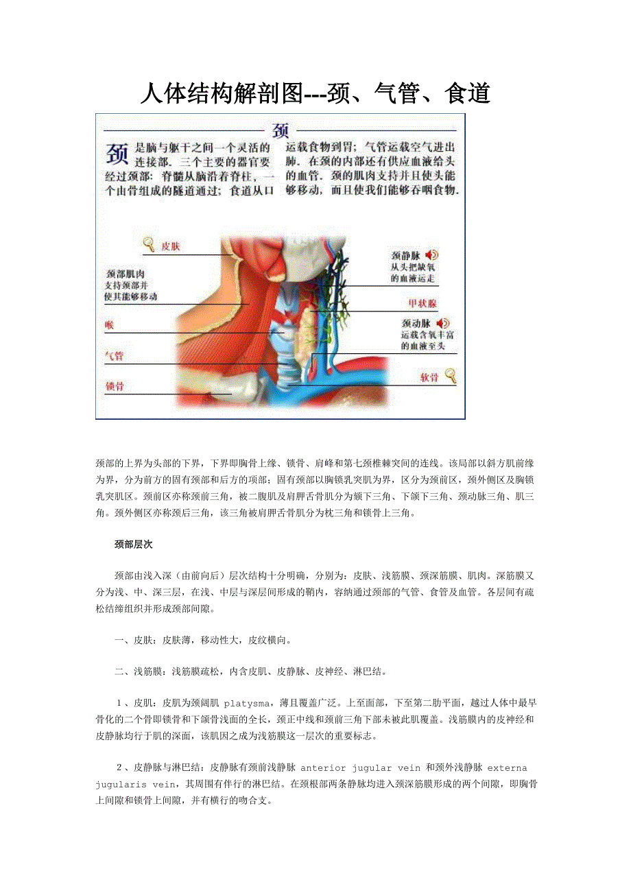 人体结构解剖图---颈、气管、食道.doc_第1页