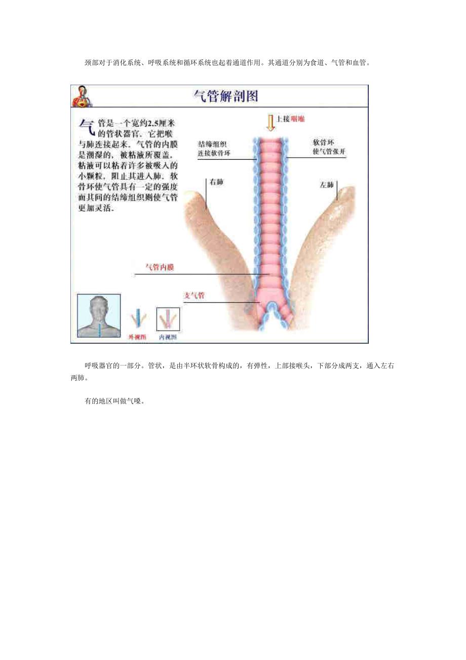 人体结构解剖图---颈、气管、食道.doc_第3页