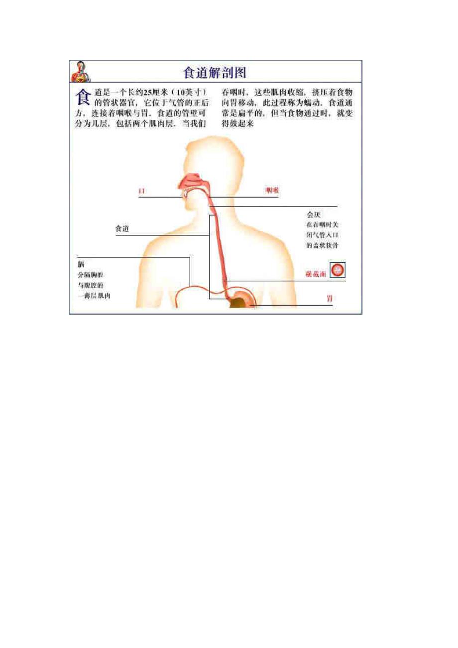 人体结构解剖图---颈、气管、食道.doc_第4页