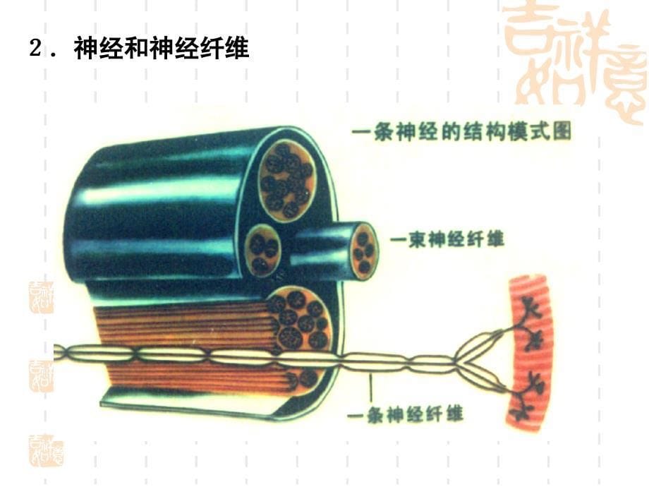 动物和人体生命活动的调节(6)课件_第5页