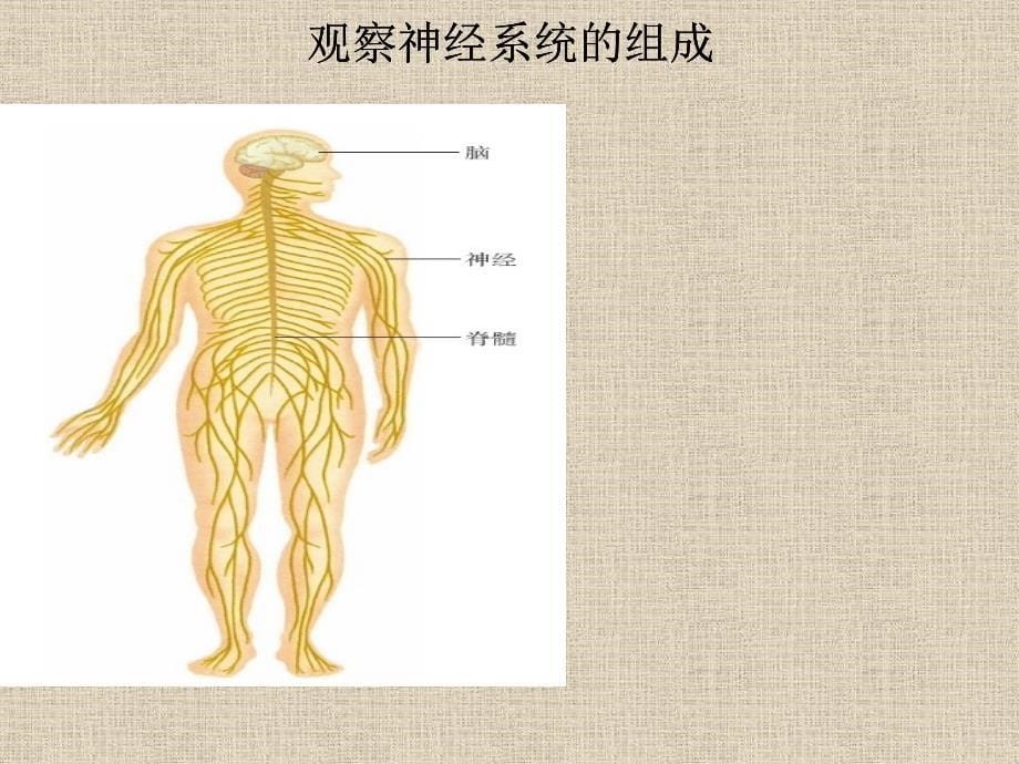 人体的神经调节+++14_第5页