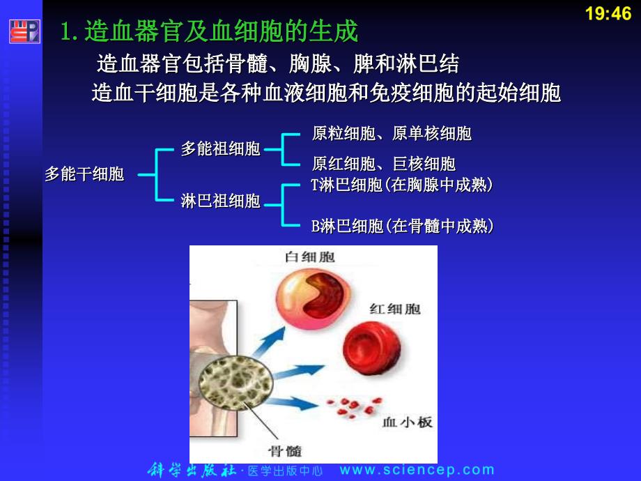 血液《内科护理学》.ppt_第3页