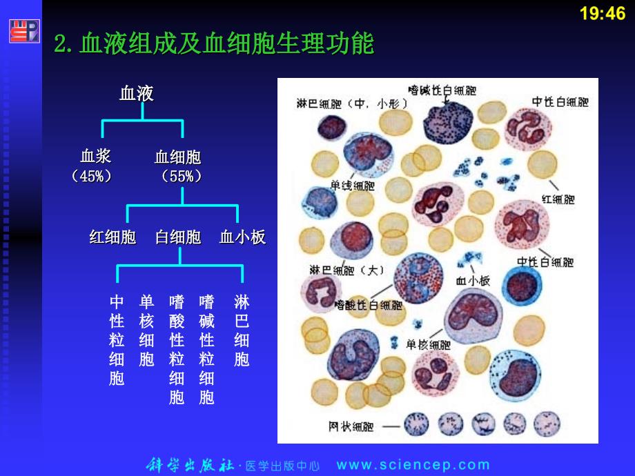 血液《内科护理学》.ppt_第4页