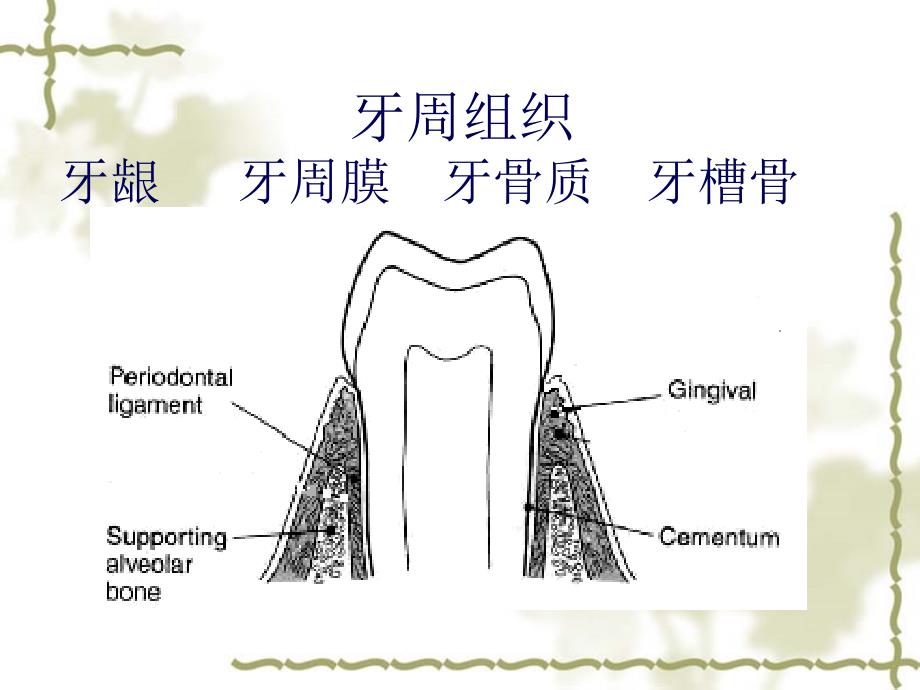 儿童口腔牙周粘膜组织疾患-口腔科教学课件_第2页