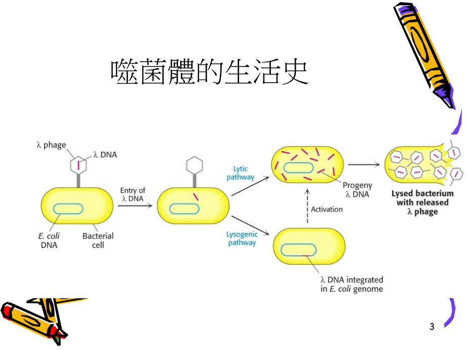 微生物应用工业绪论续_第3页